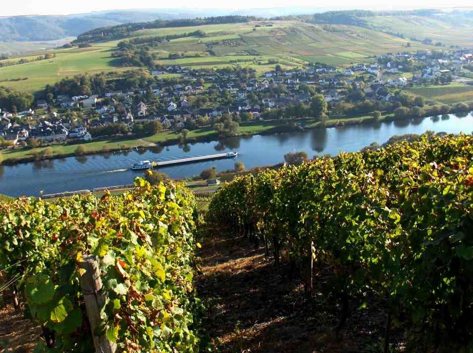 vinice sch